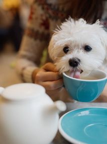 Students allowed to bring dogs to university? Unusual study