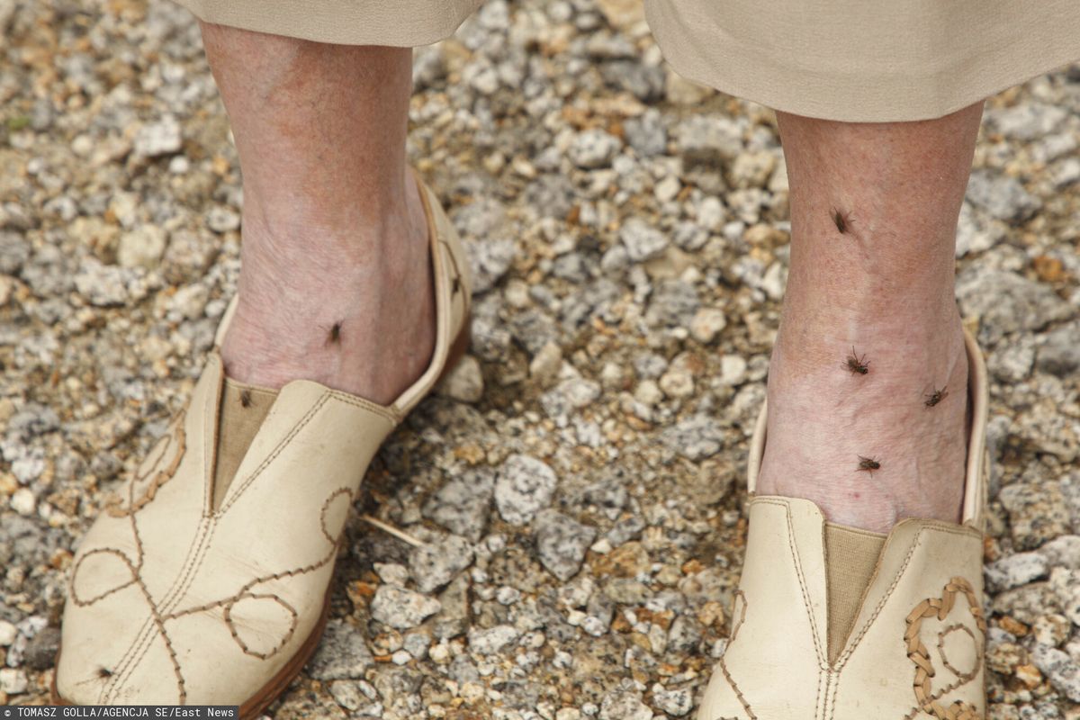 Mieszkańcy miejscowości Czechy w Zachodniopomorskim skarżą się na plagę much.