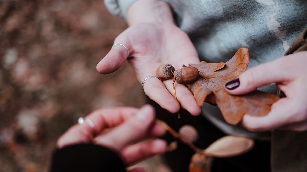 Pieniądze leżą u naszych stóp. Sprawdź gdzie w twojej okolicy znajduje się skup żołędzi