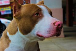 Przemyśl. Pitbulle zagryzły 12-latka. Dramatyczny apel właścicielki psów