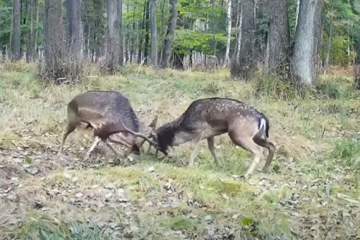 Niezwykły widok w polskim lesie. Już nie jelenie