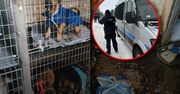 Finał interwencji w "Pogotowiu dla zwierząt". Kilka psów zabrano, nielegalne schronisko wciąż działa