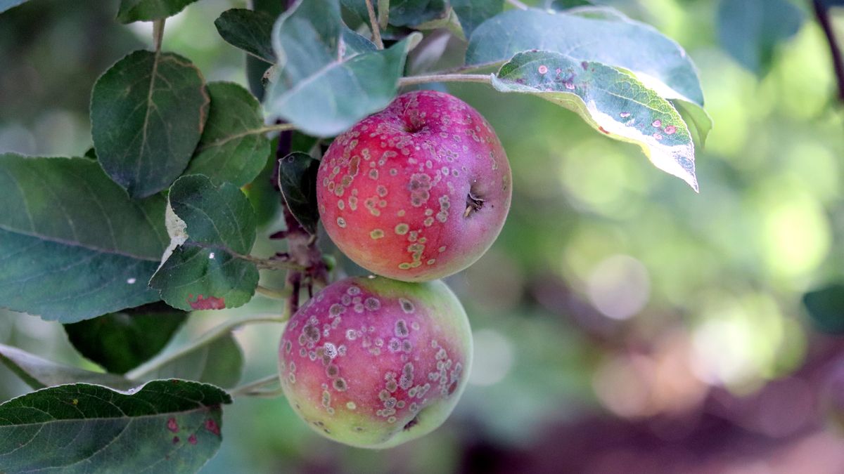 Jak uchronić jabłoń przed grzybem?