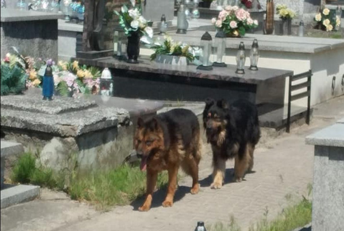 Koszmar pod Kutnem. Wściekłe psy siały spustoszenie na cmentarzu, są ofiary