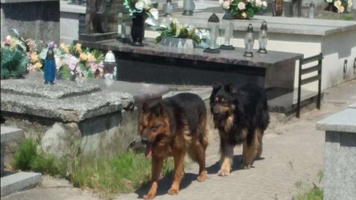 Psy, które zaatakowały ludzi