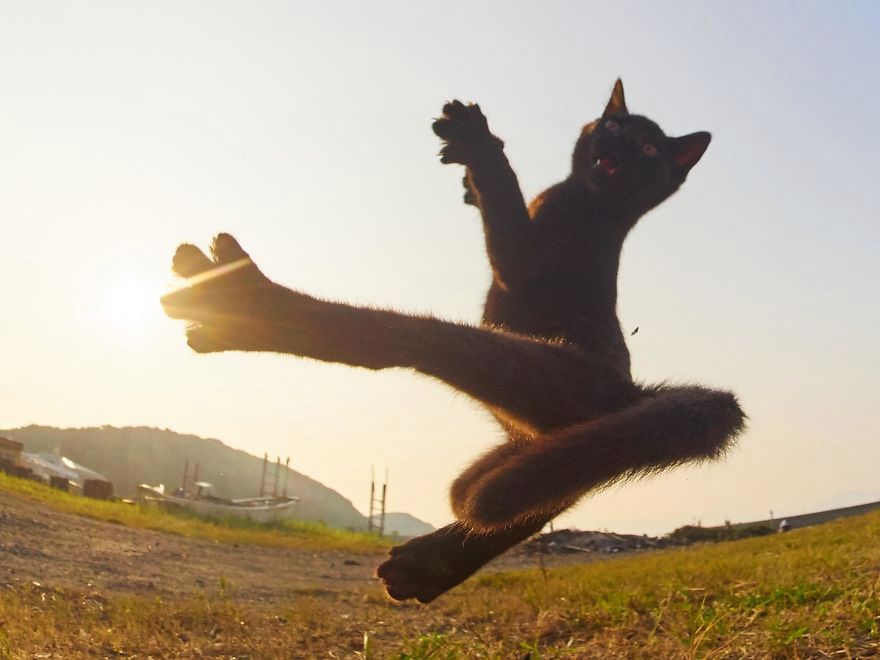 Japoński fotograf fotografuje koty, które są prawdziwymi wojownikami!