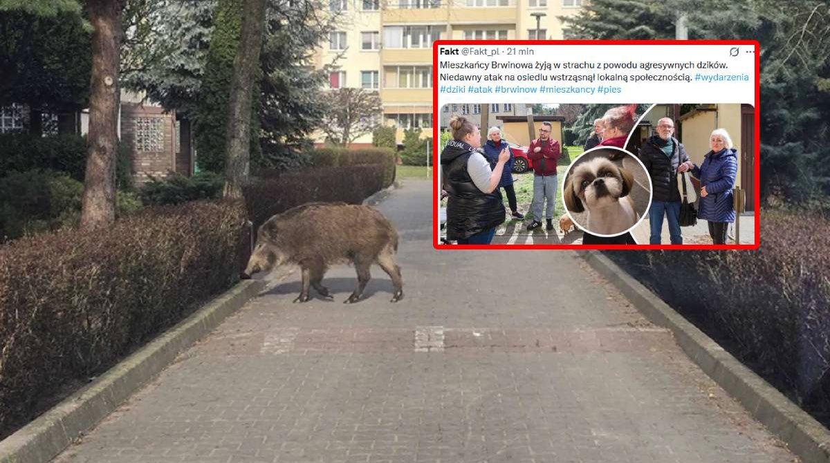 Dziki atakują w polskim mieście. Nie żyje pies. Jest decyzja