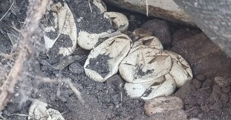 2-latek znalazł to w ogródku. O krok od tragedii