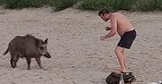 Nagranie z plaży w Sopocie. Dzik szukał zaczepki