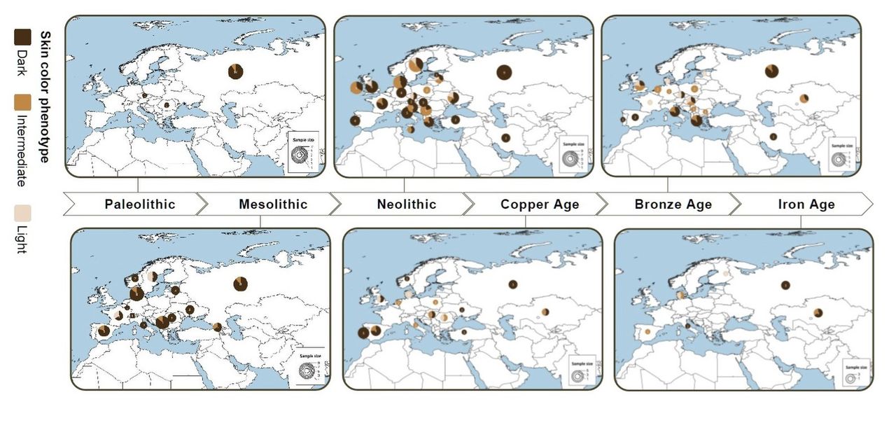 Czasowy i geograficzny rozkład szacunków pigmentacji skóry w Eurazji od paleolitu do epoki żelaza. Mapy ilustrują przestrzenny i czasowy rozkład wnioskowanych fenotypów pigmentacji skóry. Wymiar każdego wykresu kołowego wskazuje wielkość próby. Wyniki dotyczące koloru skóry są pogrupowane w trzech kategoriach: ciemny, średni i jasny 