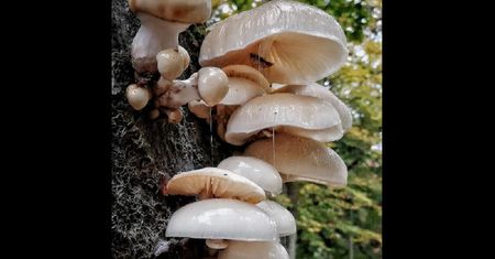 Pokazała "porcelanowego grzyba". Stosuje się go w leczeniu choroby skóry