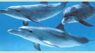 Więcej CO2 to większy hałas w oceanach 1