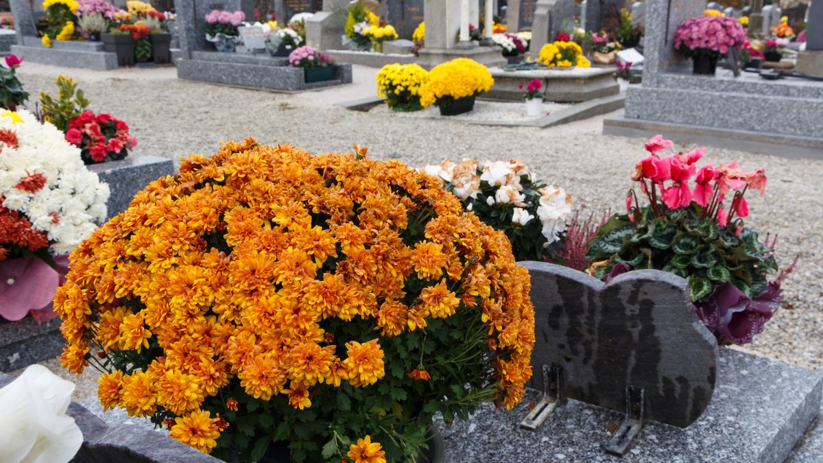 Jak przezimować chryzantemy?