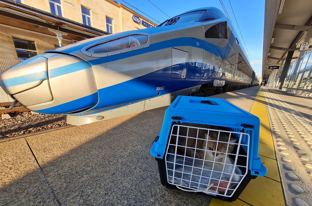 Kot Kentucky przed podróżą pendolino PKP Intercity