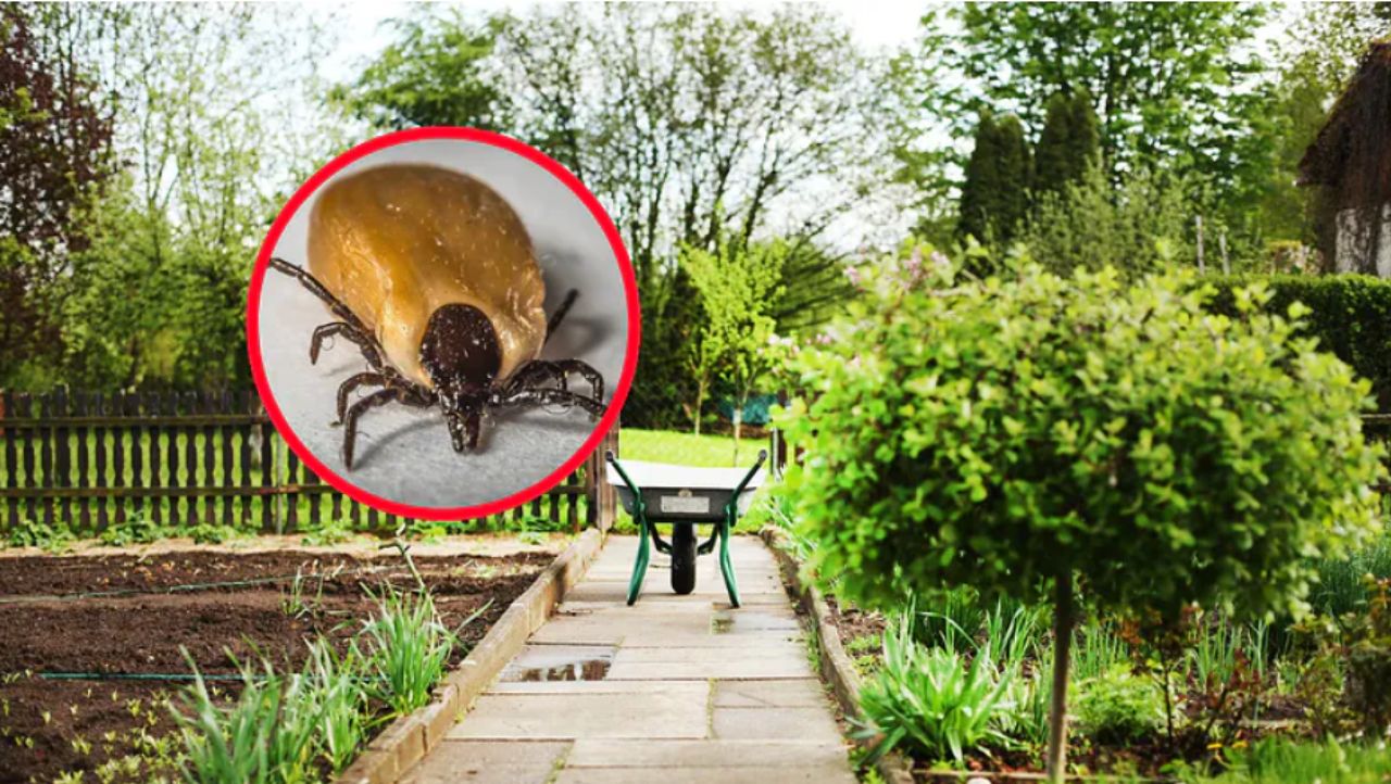 Simple towel trick reveals tick threat in your backyard