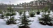 Ceny choinek w leśniczówkach. Mogą zaskoczyć