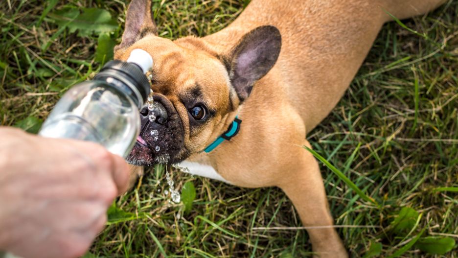 Psy ze skróconymi kufami bardzo źle znoszą upały