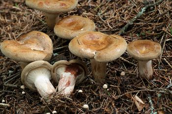 Kiedyś uznawany za jadalny, a dziś wiemy, że jest trujący. A niektórzy wciąż zbierają tego grzyba