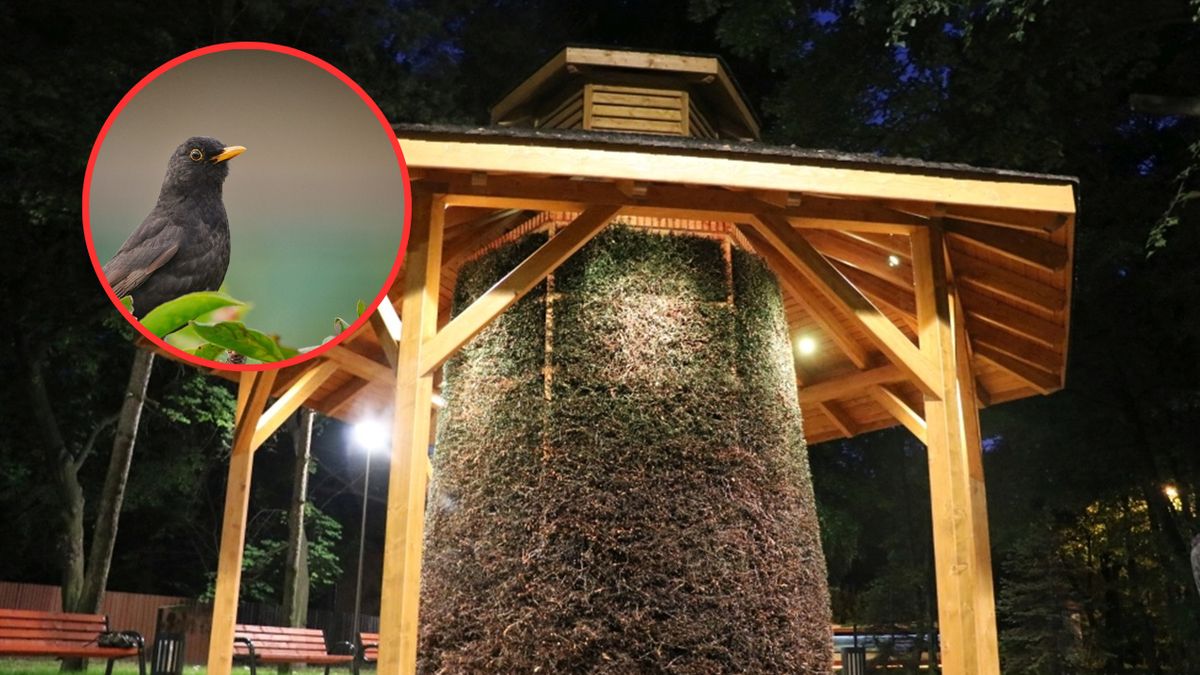  Kosy zrobiły sobie gniazdo w tężni solankowej. Atrakcja wciąż jest nieczynna