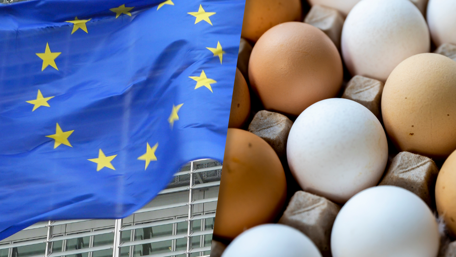 Polscy producenci jaj w sporze z naciskami Unii Europejskiej