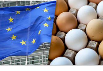Polscy producenci jaj w konflikcie z Unią Europejską. "Trzeba konsumentów przekonać"