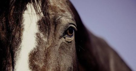 Cztery konie zginęły pod kołami lokomotywy. Sprawa znajdzie finał w sądzie