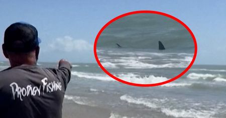 Rekin pojawił się przy plaży. Po chwili zaatakował cztery osoby