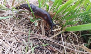 Trutka na ślimaki może być niebezpieczna. Oto, czym ją zastąpić