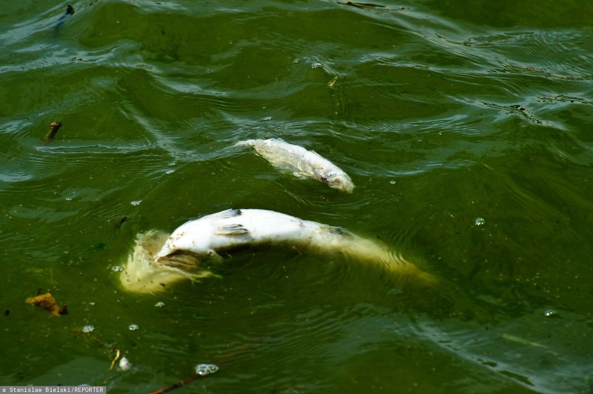 Martwe ryby w Zatoce Puckiej
