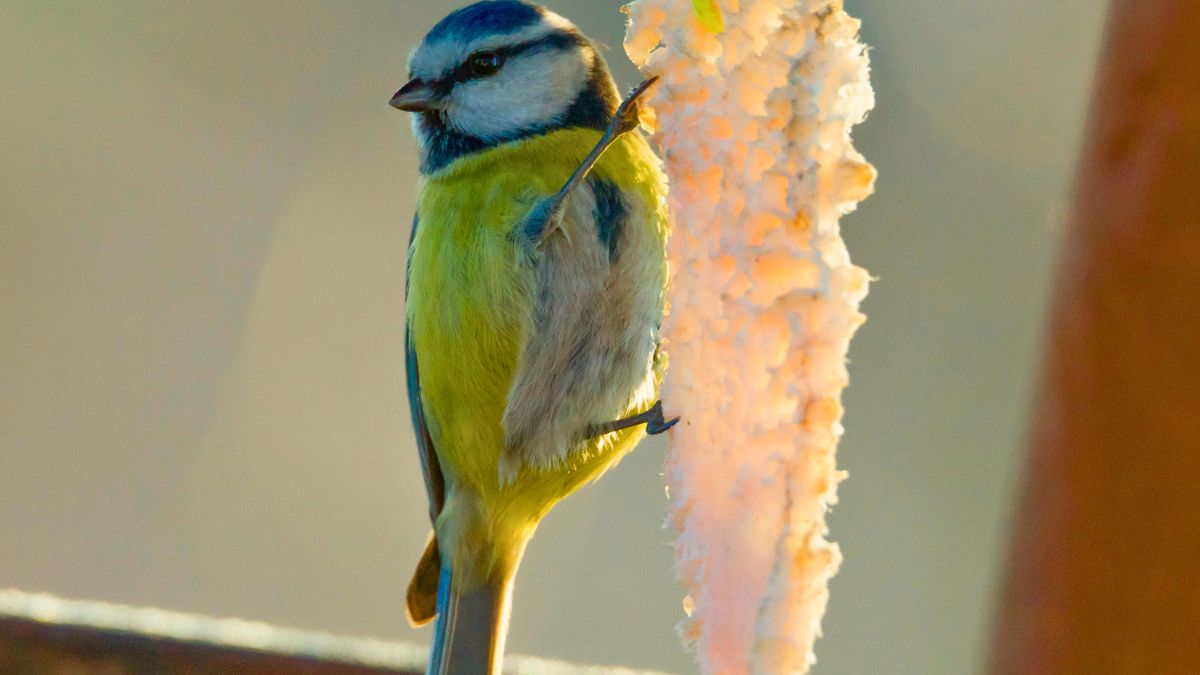 Sikorka siedzi na kawałku słoniny