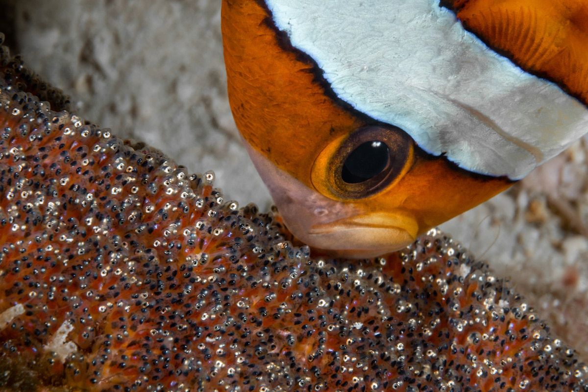 Piękne stworzenia z morskich głębin w konkursie Ocean Art Underwater 11
