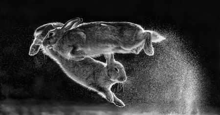 Nature Photographer of the Year 2019: Najpiękniejsze zdjęcia przyrody wybrane