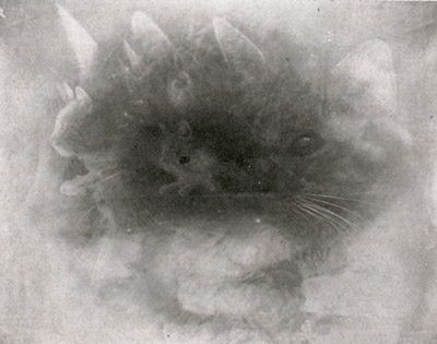 7 wielkich fotograficznych oszustw bez udziału Photoshopa 4