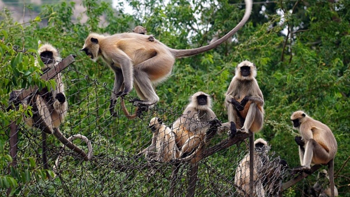 Małpy zaatakowały pięciolatkę - zdjęcie ilustracyjne 