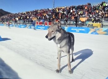 Myśleli, że to wilk. Biegł tak szybko, że uchwycił go fotofinisz