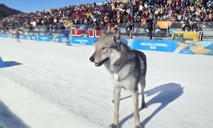 Myśleli, że to wilk. Biegł tak szybko, że uchwycił go fotofinisz