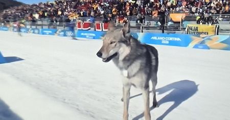 Myśleli, że to wilk. Biegł tak szybko, że uchwycił go fotofinisz