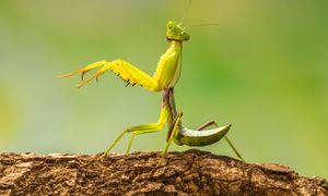 Już są w Polsce. Lepiej się do nich nie zbliżaj