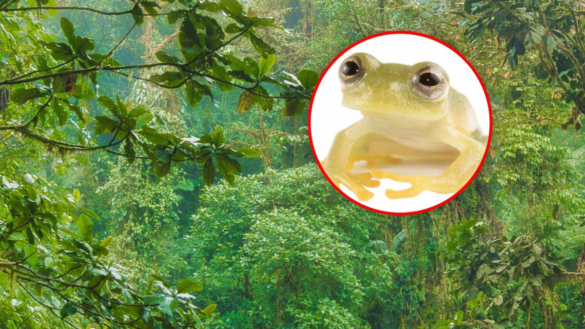 Niezwykłe odkrycie w lasach deszczowych Ekwadoru