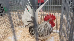 KE znalazła pieniądze na rekompensaty dla polskich rolników