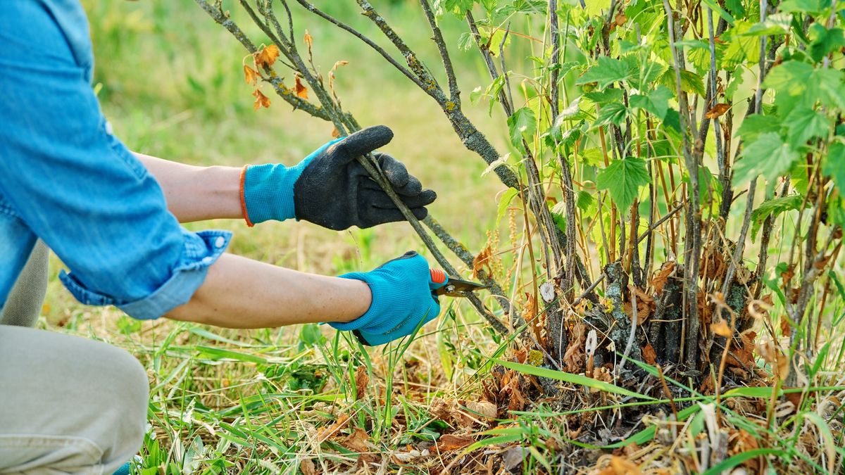 Woman cuts dry branches on black currant bush with secateurs
Woman cuts dry branches on black currant bush with secateurs. Spring seasonal work in the garden
Valeriy_G