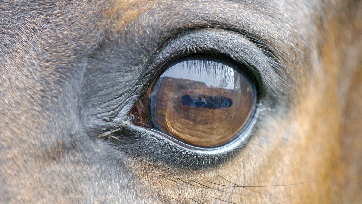 Naukowcy sklonowali konia Przewalskiego