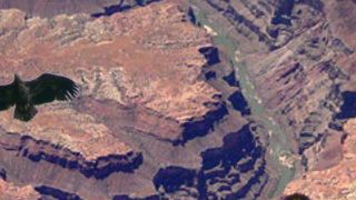 Latające orły nad Wielkim Kanionem w iPhonie 1