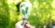 Energia z roślin. Zielona rewolucja w produkcji energii z wiatru i wody