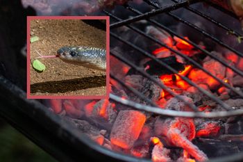 Wrzucili na ruszt i ugrillowali węża. Kraków wprowadza zakaz