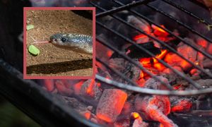 Wrzucili na ruszt i ugrillowali węża. Kraków wprowadza zakaz