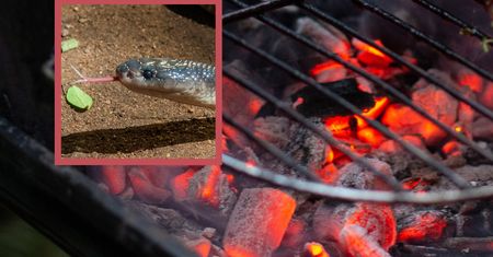 Wrzucili na ruszt węża. Kraków wprowadza zakaz grillowania