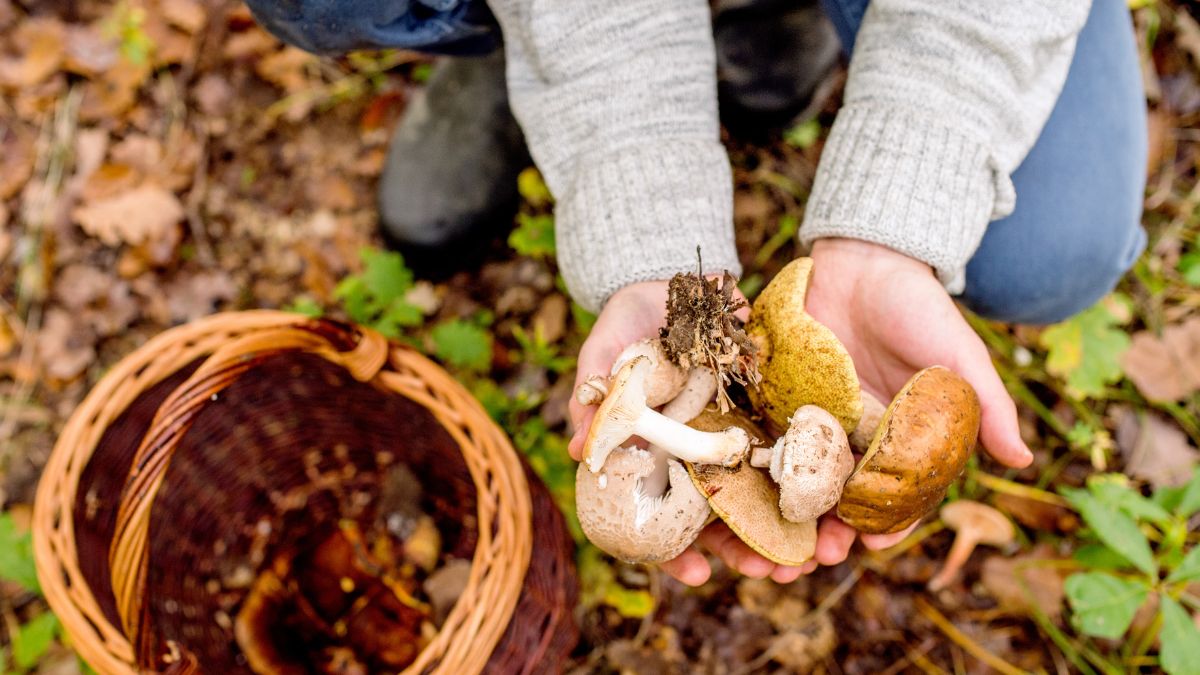 Zbieranie grzybów - Pyszności