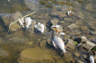 "Nikt nie zarządzał kryzysem". O katastrofie ekologicznej nie poinformowano zakładu KGHM, który nadal zrzucał słoną wodę do Odry w Głogowie