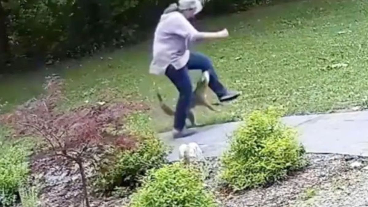 Kobieta została zaatakowana przez lisa 